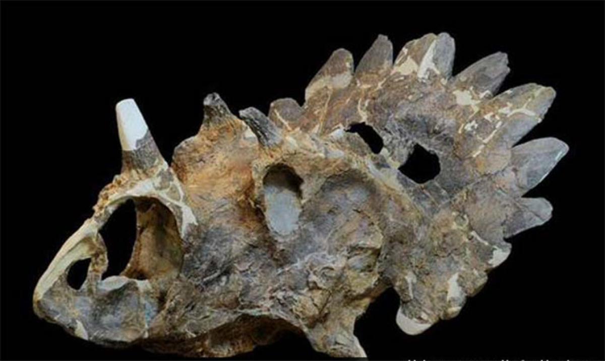 Bizarre, horned dinosaur discovered in Canada