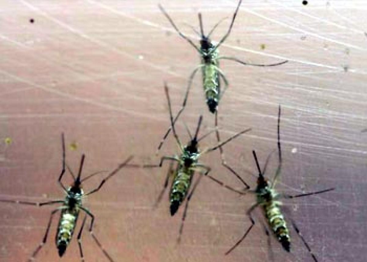 GM mosquitoes can help Brazil fight Zika virus