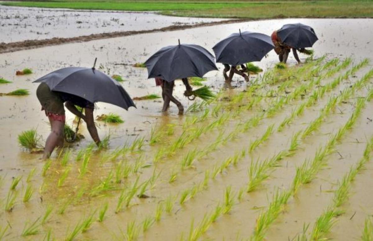 Monsoon cheer: Indian farmers smile as rains are here to stay