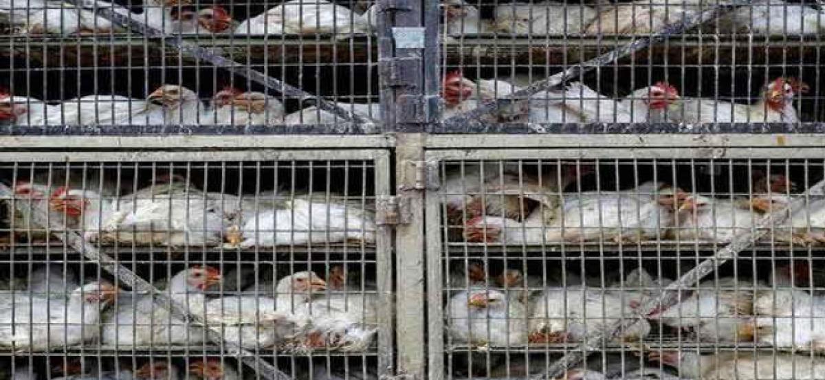 Chicken prices shoot up