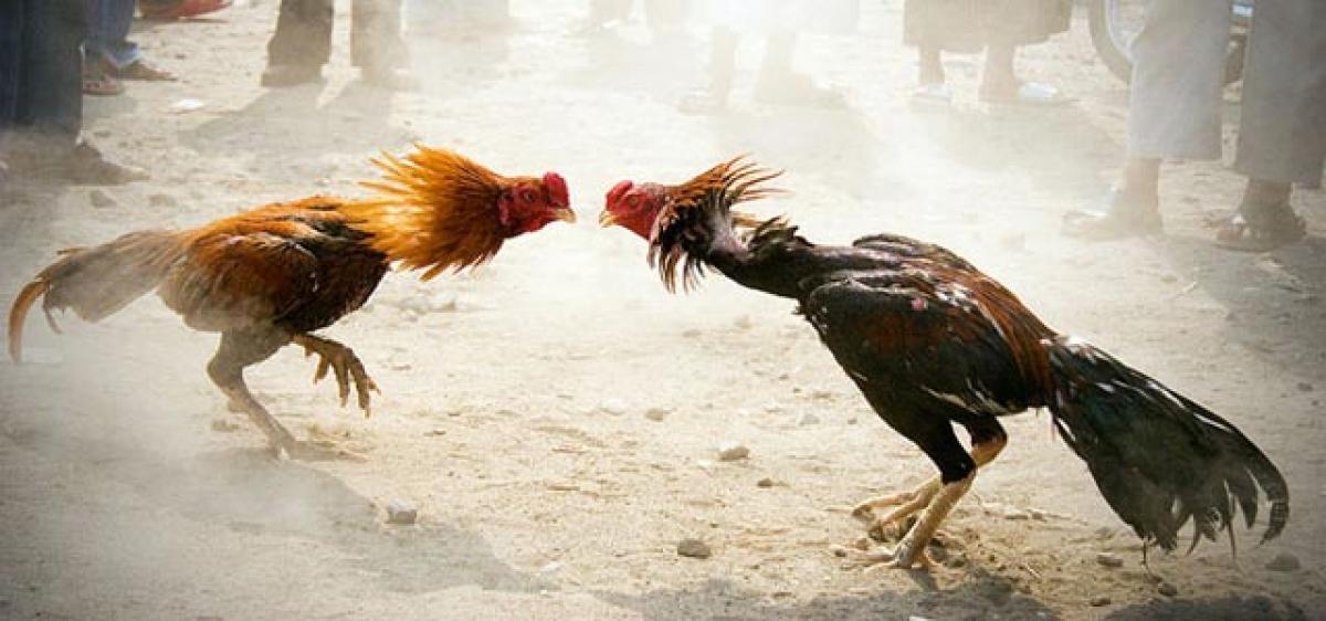 Cock-fights to go cashless this Sankranti