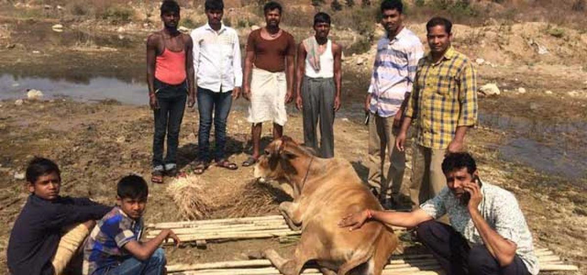 Cow rescued after a three-day struggle at Gaddenavagu project in Nirmal