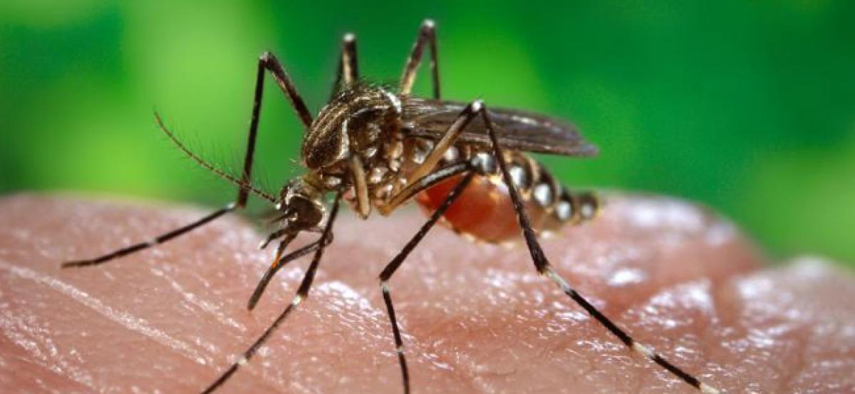 Health advisory to prevent Chikungunya, Dengue and viral fever