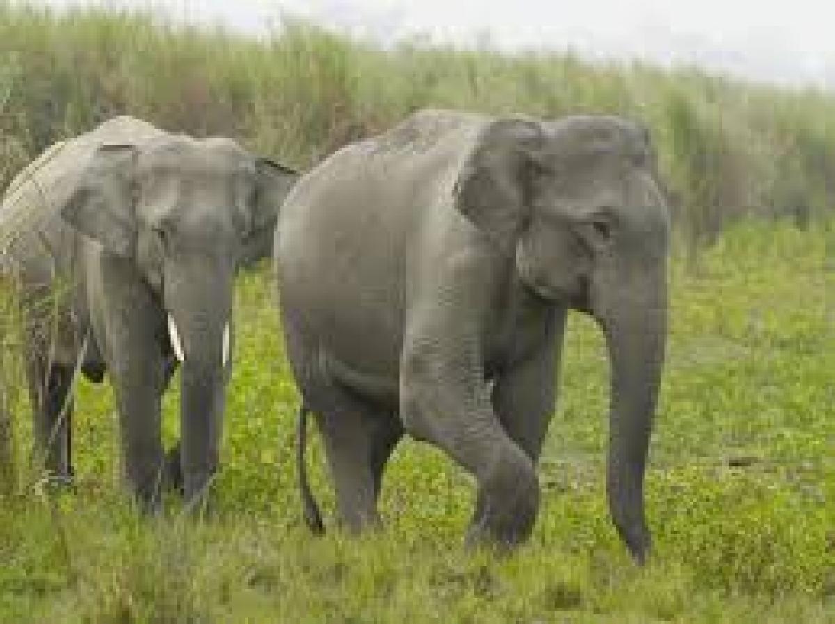 Indian elephants at Crimean zoos under animal exchange deal