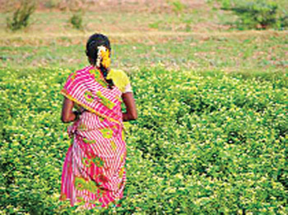 Farmers smell money in fragrance, reap riches