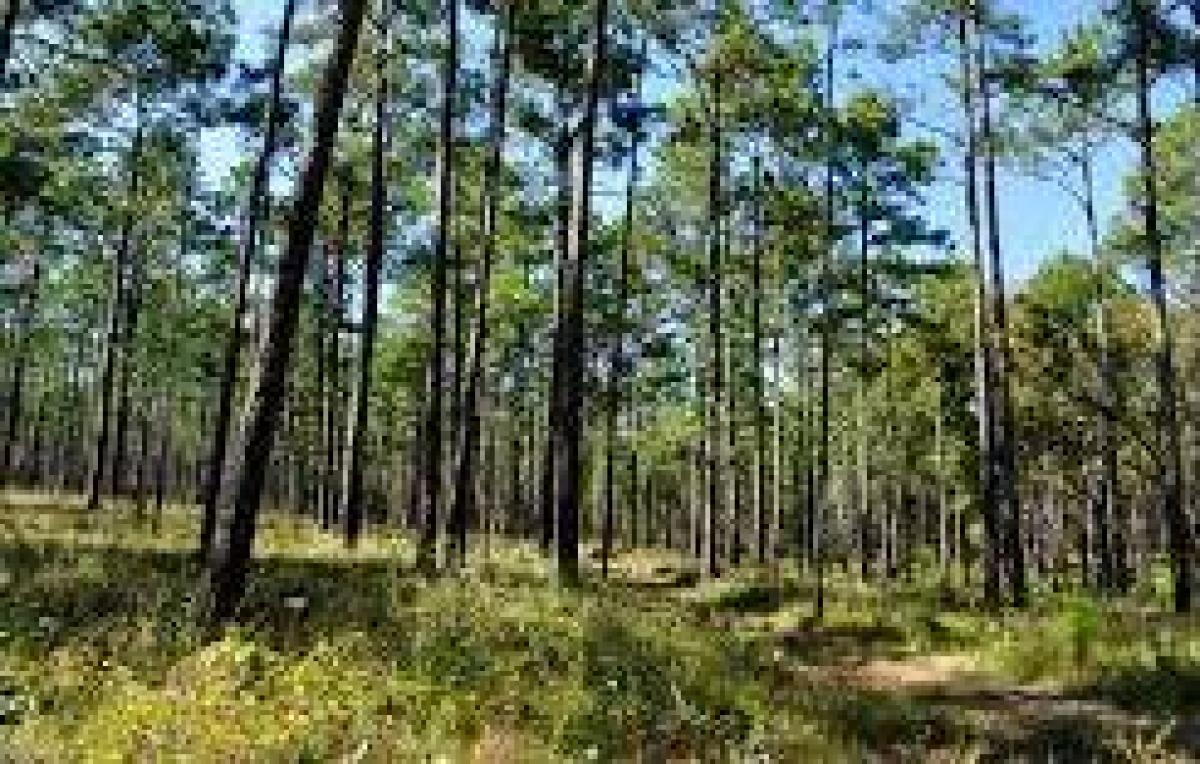 Odisha mulls pulpwood plantation to tackle climate change