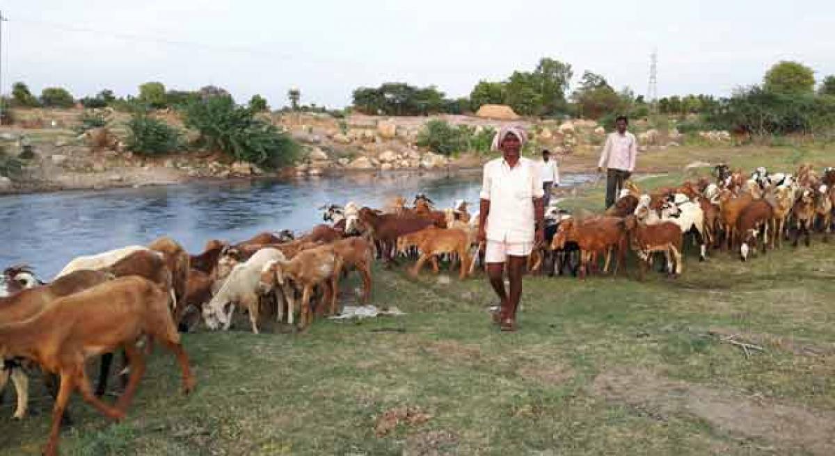 Livestock deprived of water source