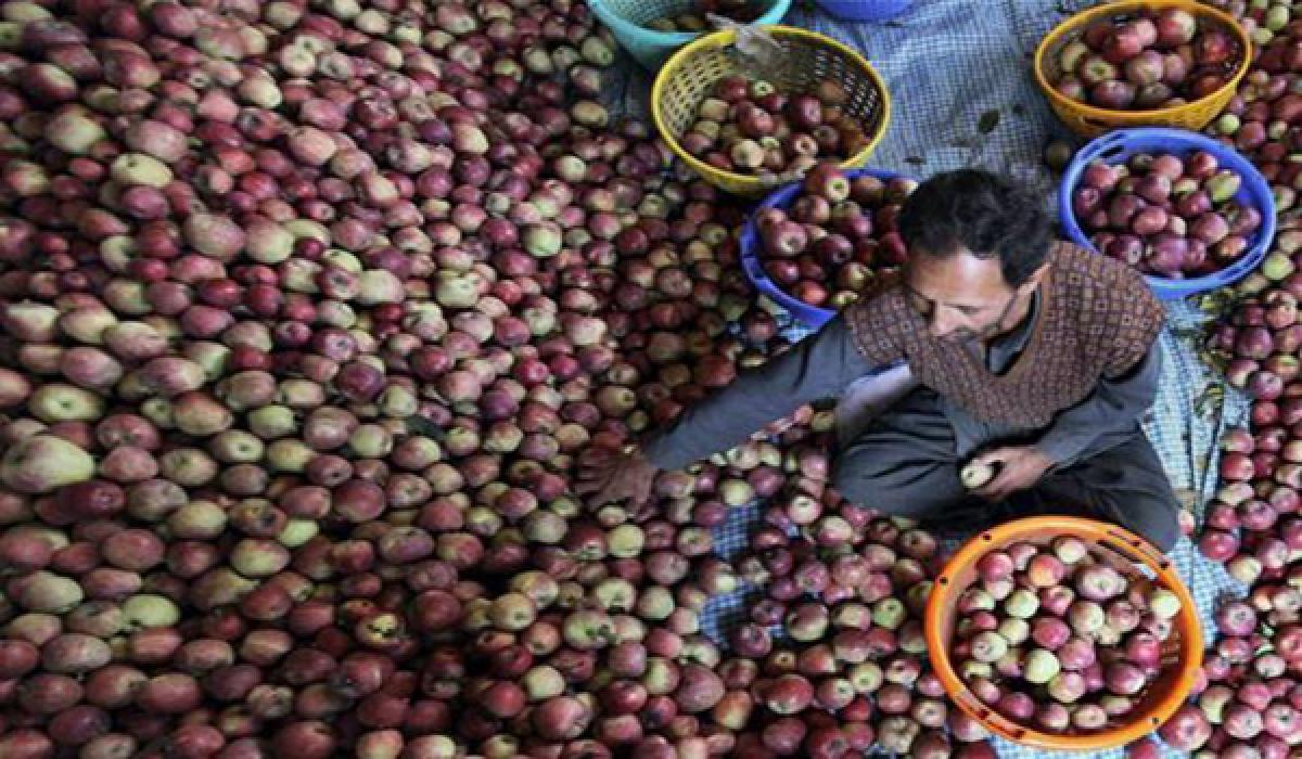 Why apples grown in tropical conditions have shorter shelf life than those in temperate areas