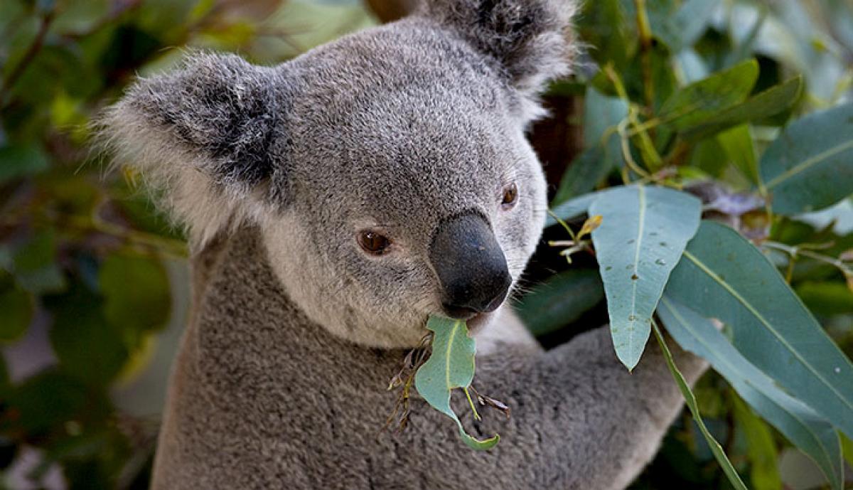 Hard grinding for leaders – HR lessons from Koala