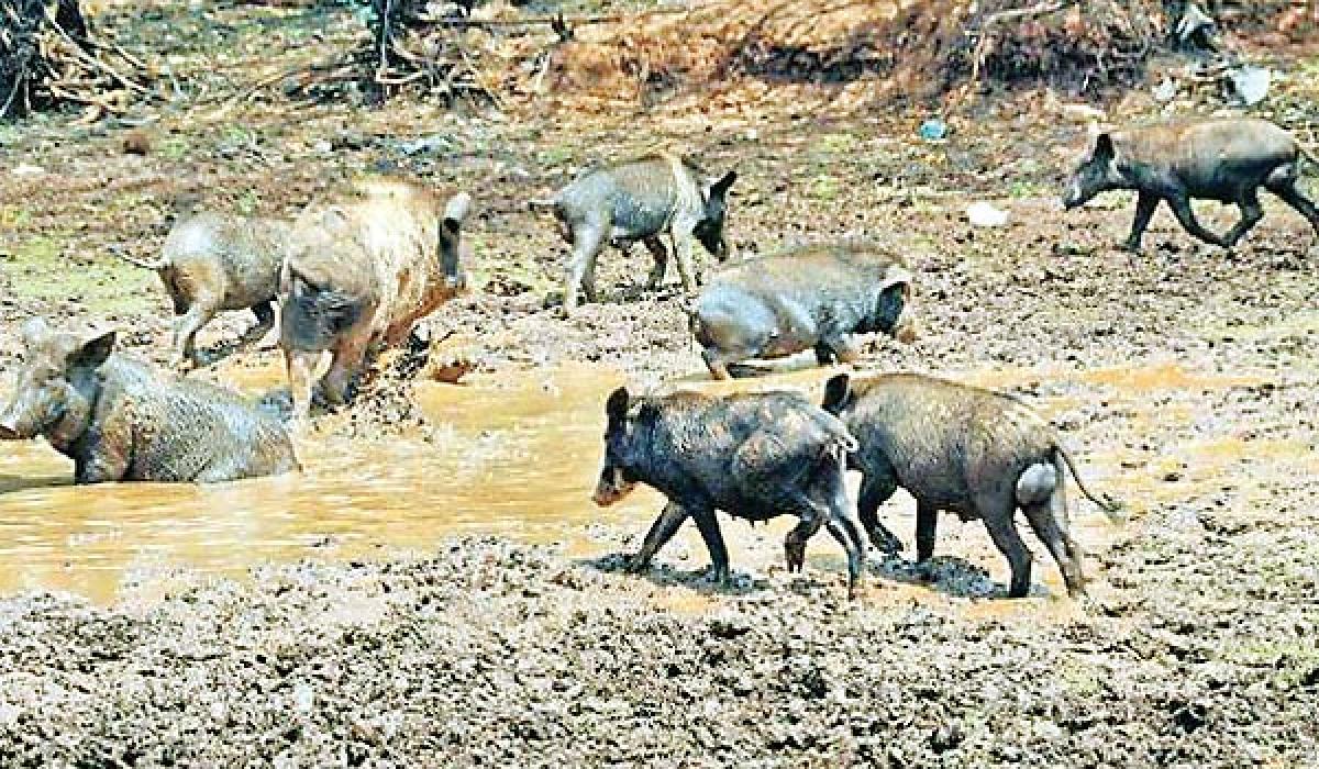 Kakinada on the edge as pig menace worsens