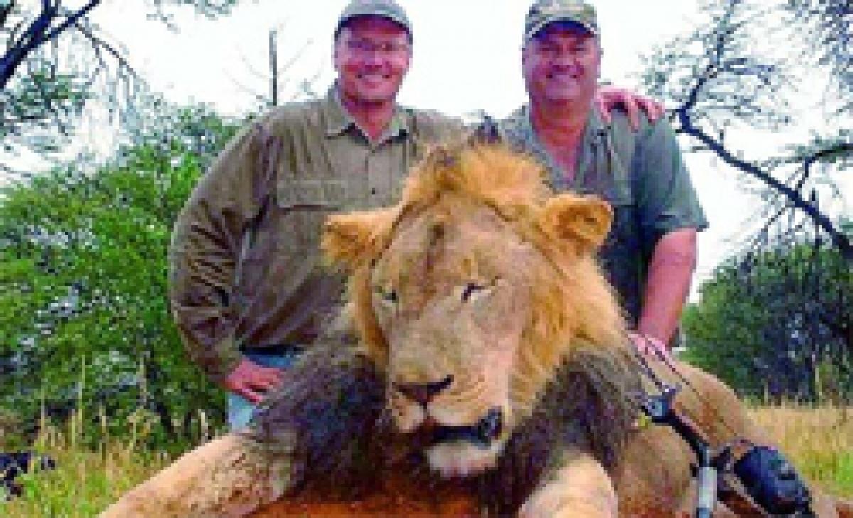 Over 20,000 lion cubs bred to be hunted