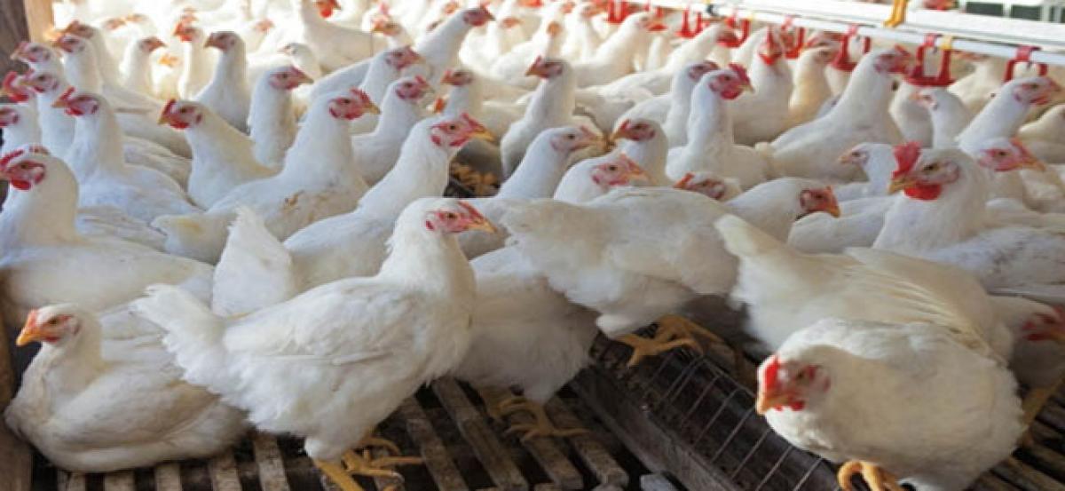 Poultries bearing brunt of sweltering heat