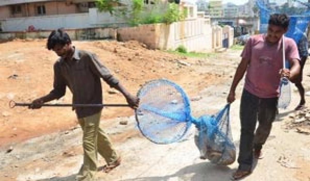 GVMC  takes up sterilisation of stray dogs