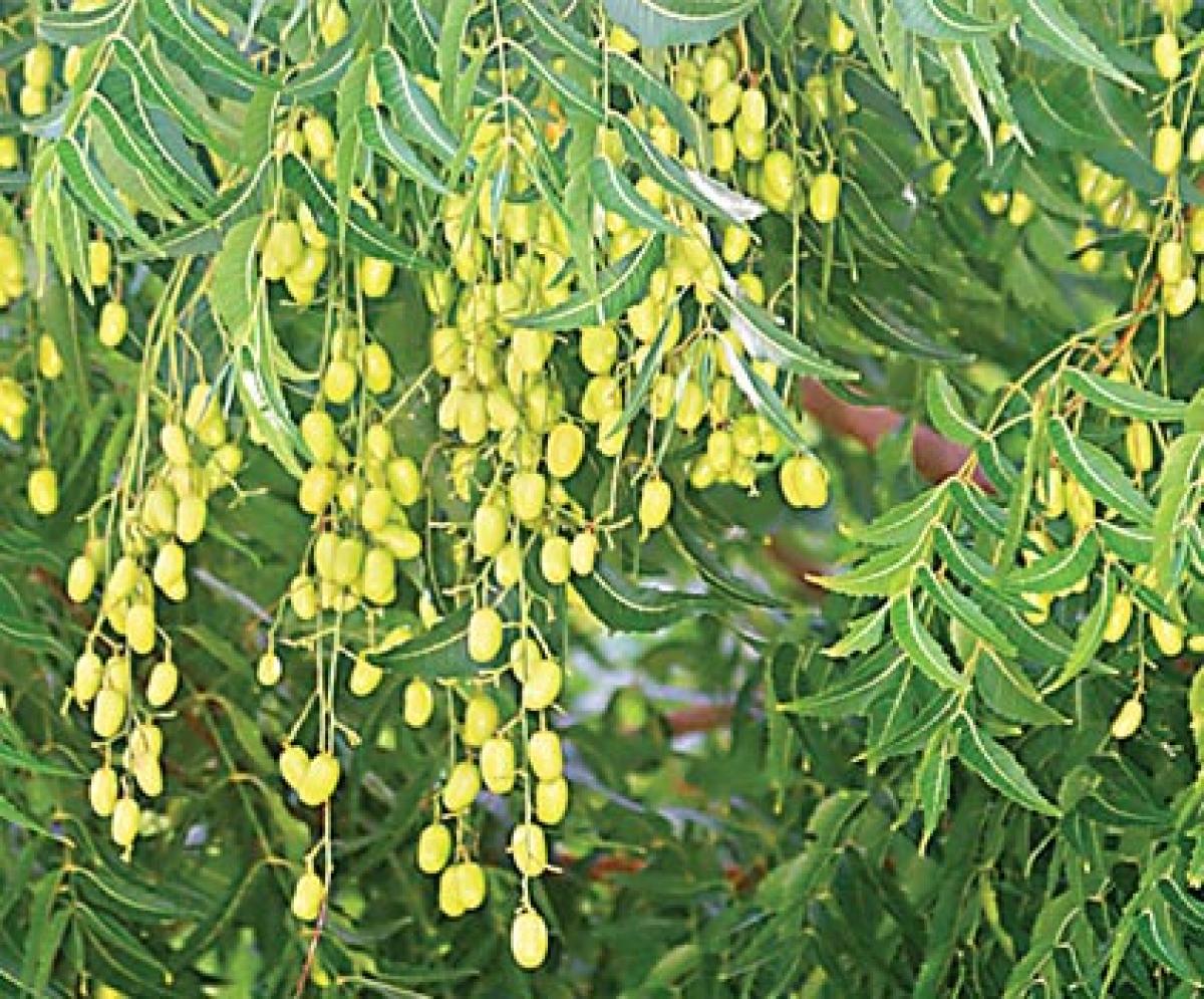 Neem seeds being sold like hot cakes