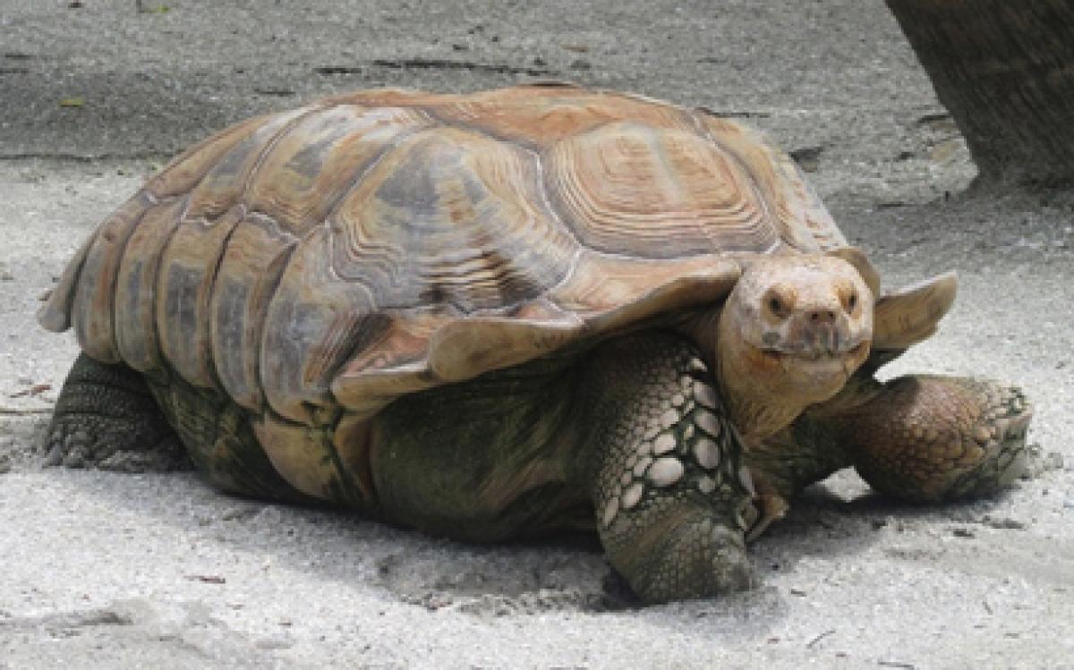 Roasted tortoise as an appetiser? Prehistoric men thought so!