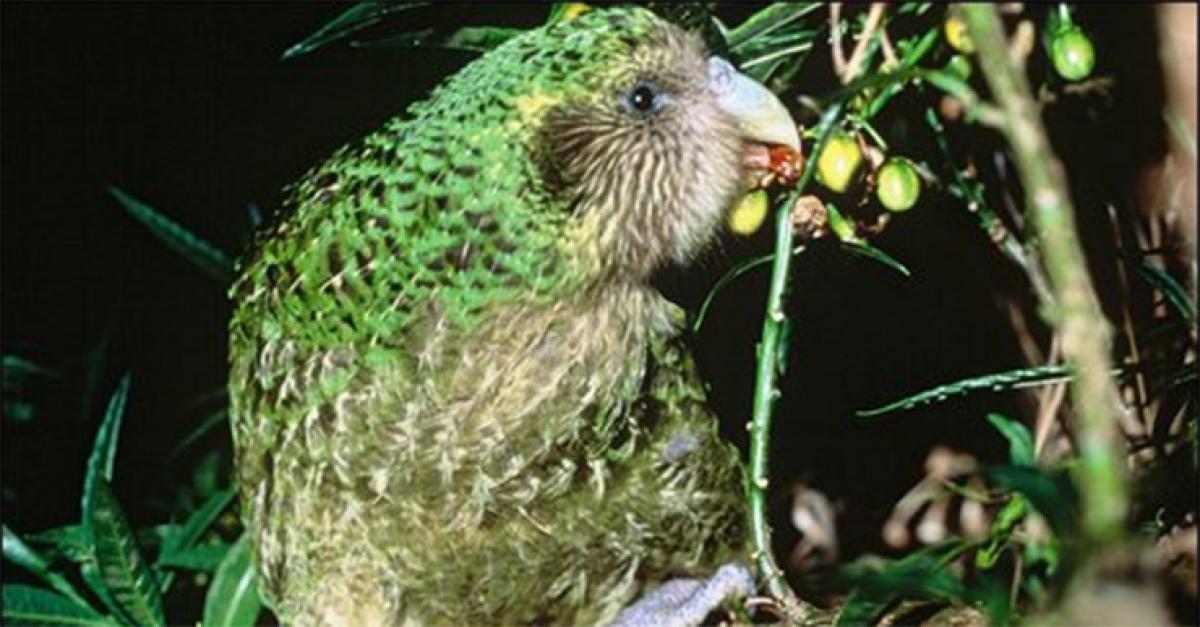 Are you Rimu tree dependent Kakapo parrot? A question to corporate employees