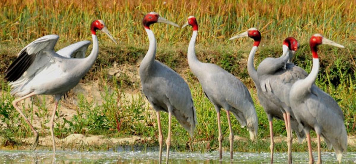 Sarus crane population largely stable