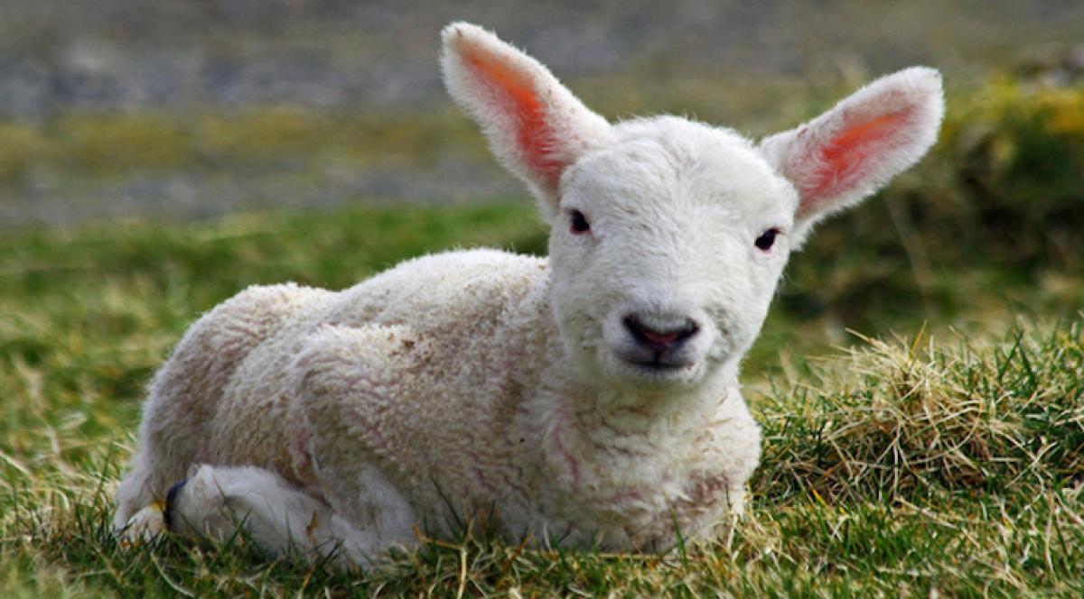 A lamb for your corporate