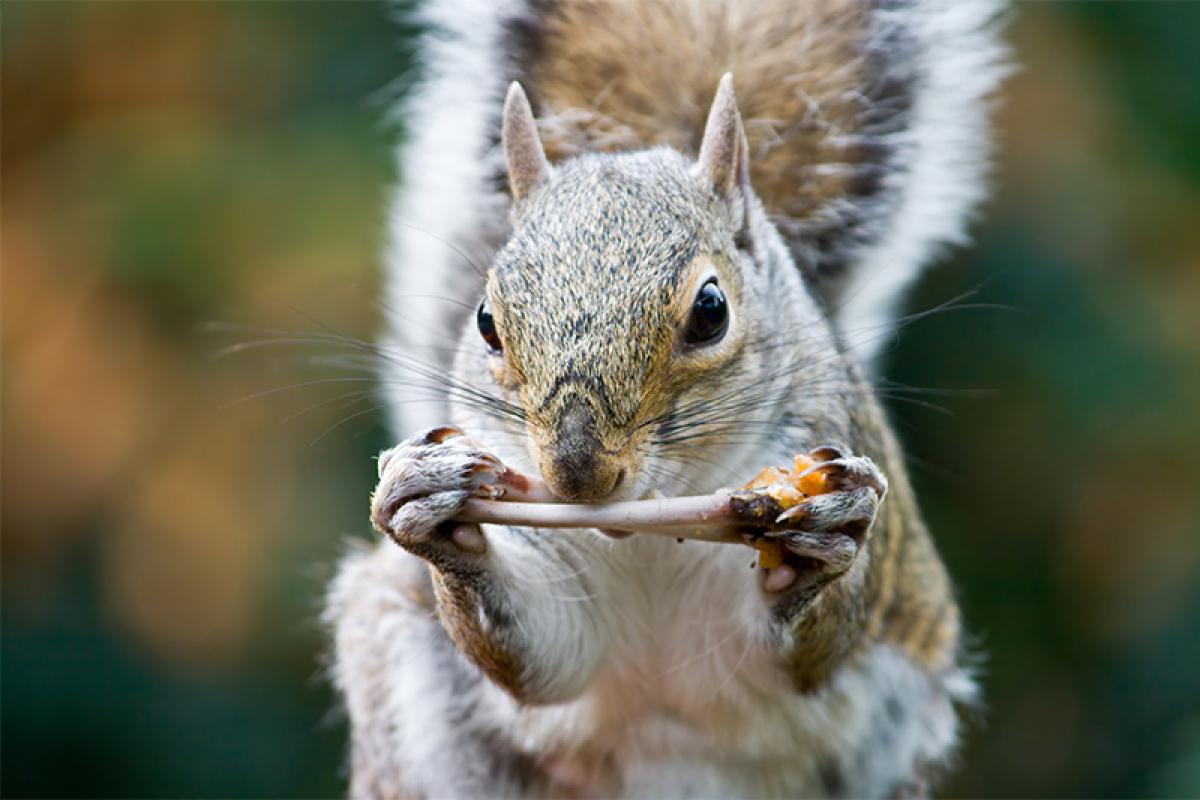 Corporate leader who gnaw like squirrel