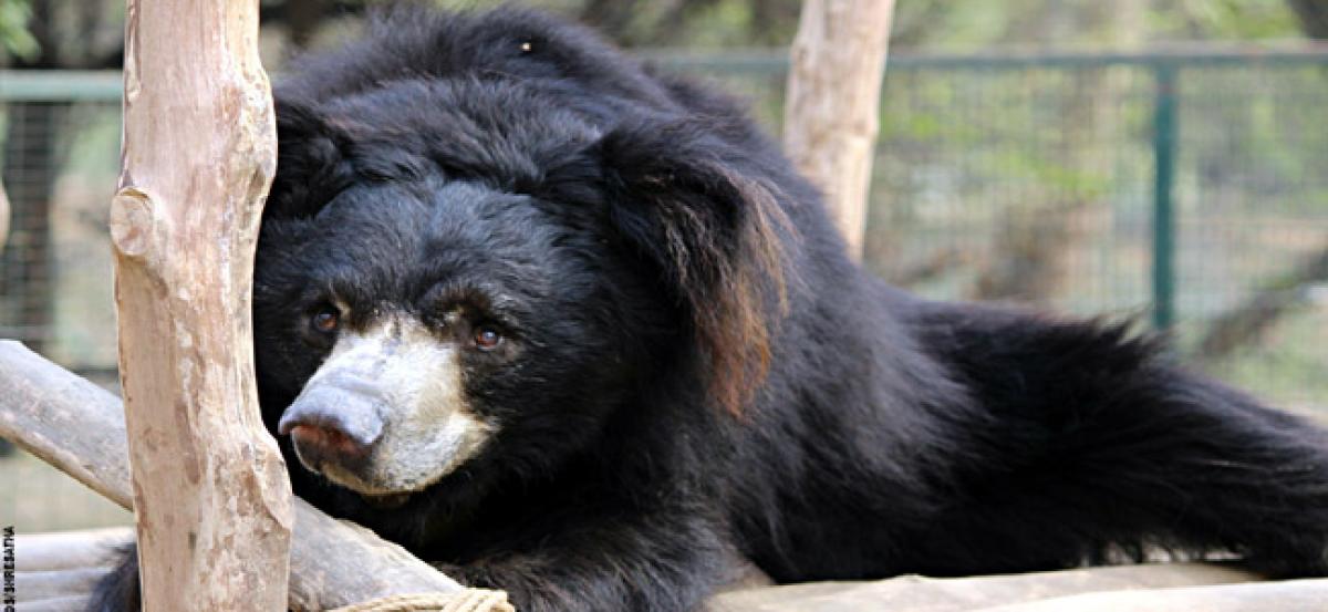 Gujarat: Two persons killed by sloth bear