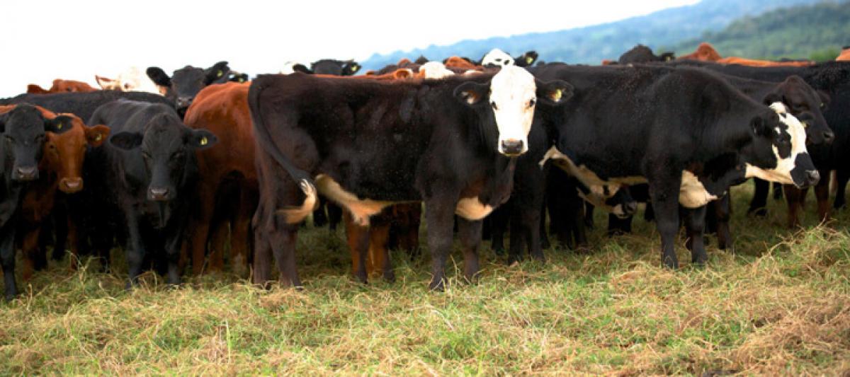 TS stands at 10th place in cattle count