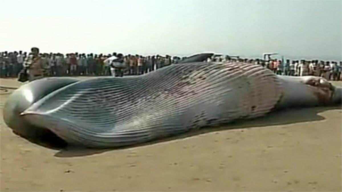 Mumbai: 30-feet dead whale washes ashore at Juhu Beach