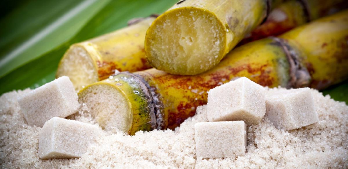 Sugarcane better than soya bean as biodiesel source
