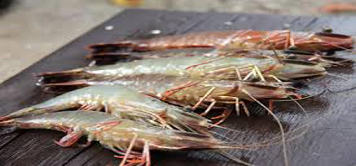 Black Tiger shrimp to drive India’s seafood exports