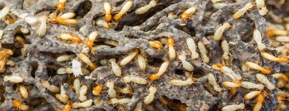 Termite mounds built by insects are indicators of nearby ground water: Drought control