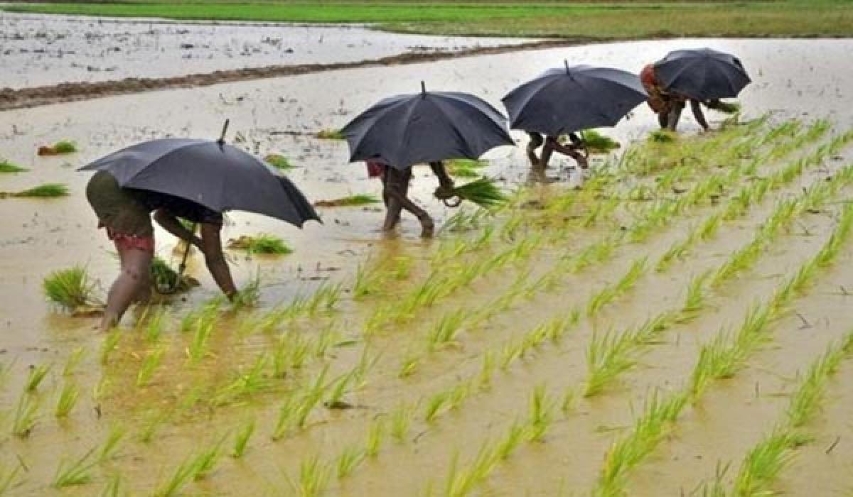 Good monsoon boosts hopes of rise in farm output in India