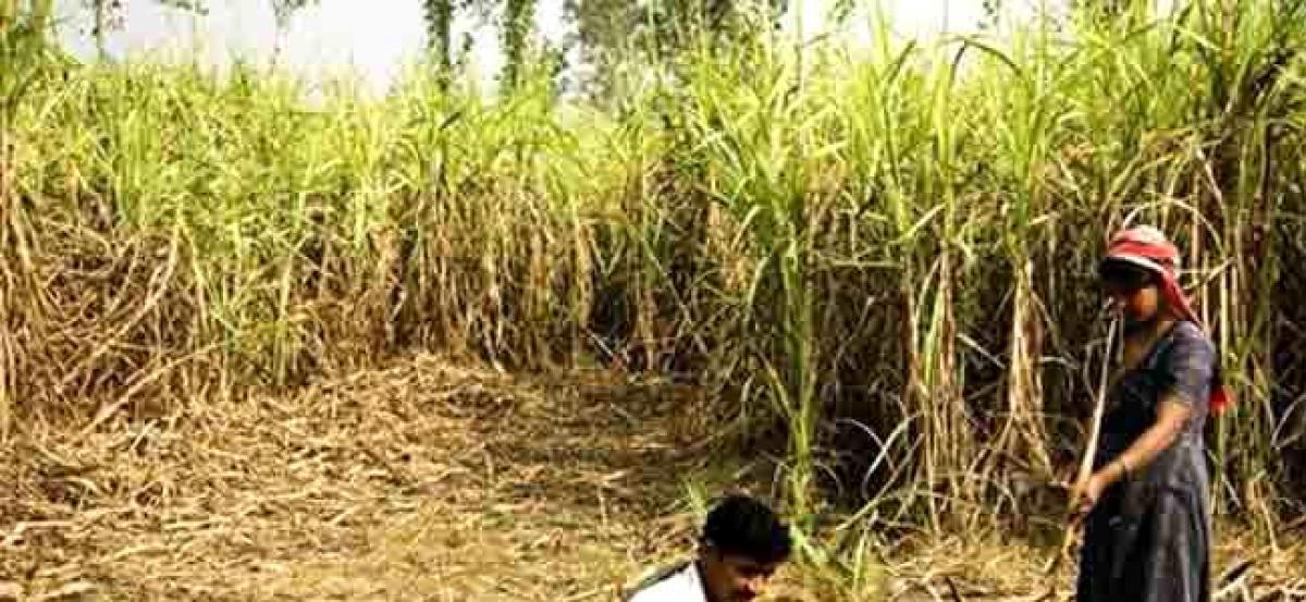 Indias sugar output to drop by 19 per cent this year