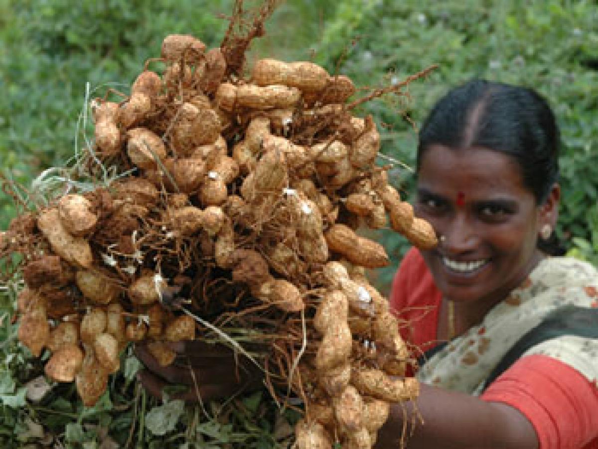 Tribals keen on cultivating groundnut
