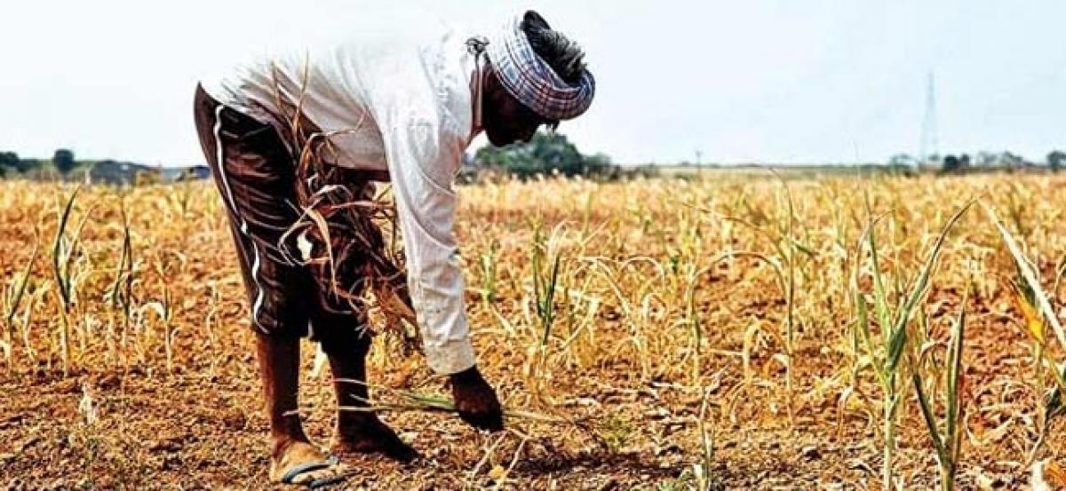 No farmer committed suicide over drought: Tamil Nadu govt tells SC