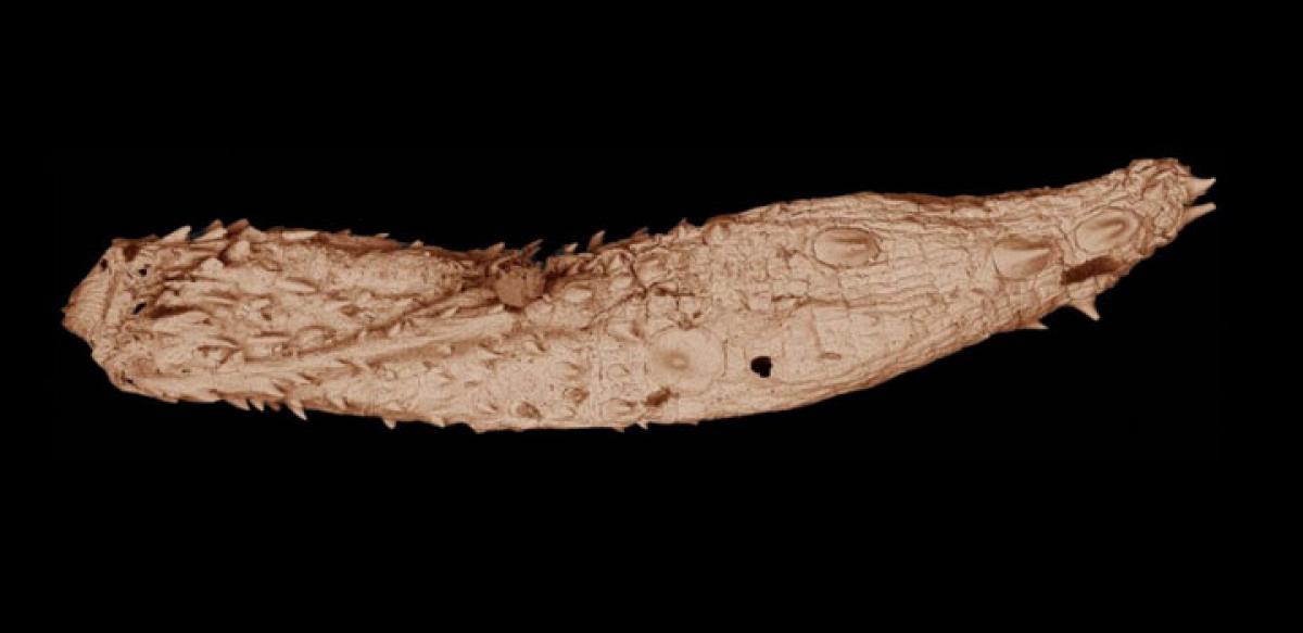 Scientists discover fossils of ancient microscopic worms