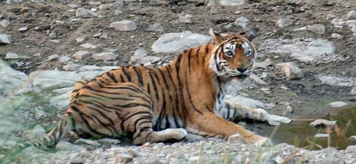 Ranthambore’s Machli dies.