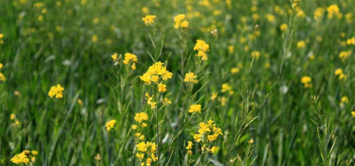 After Dave, what is in store for GM Mustard?