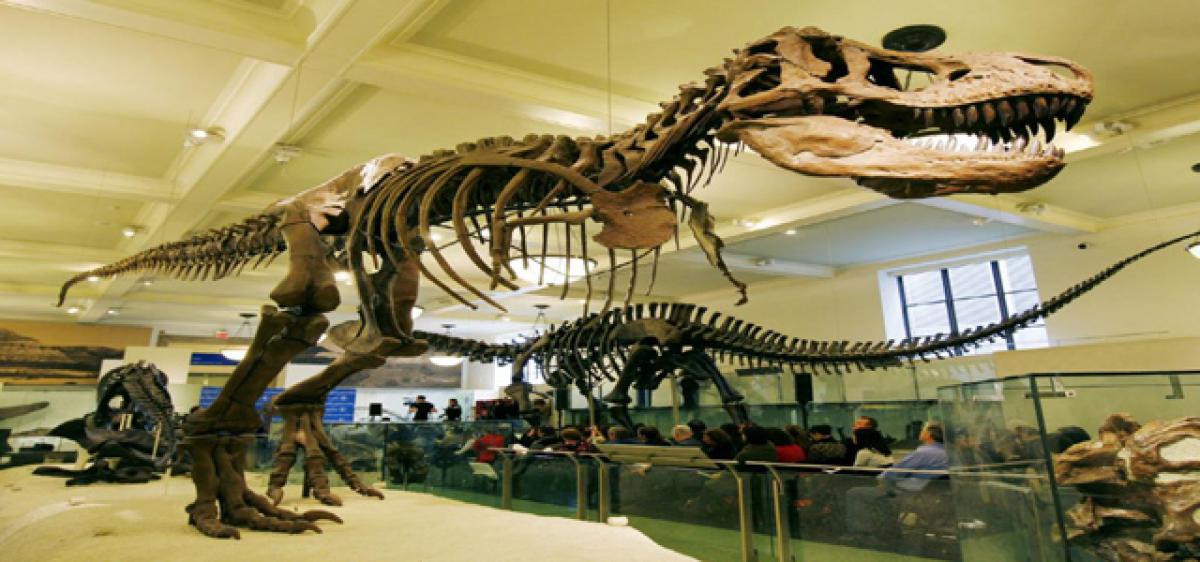 Largest dinosaur fossil found in Brazil