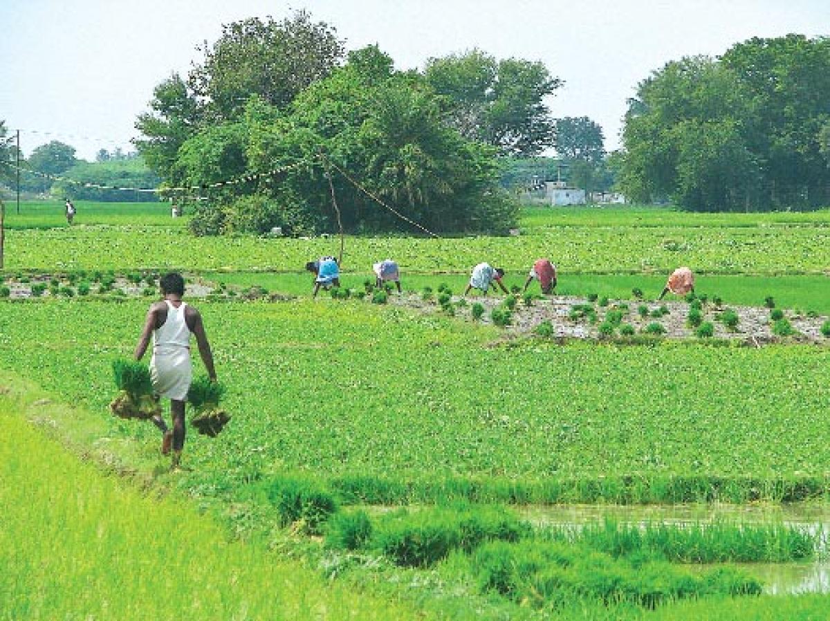 State targets cultivation in 43 lakh ha