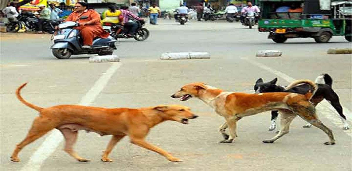 Stray dogs rule city roads