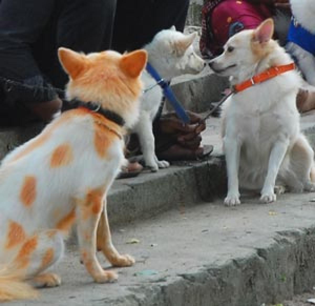 Over 1,500 pet dogs given anti-rabies vaccine