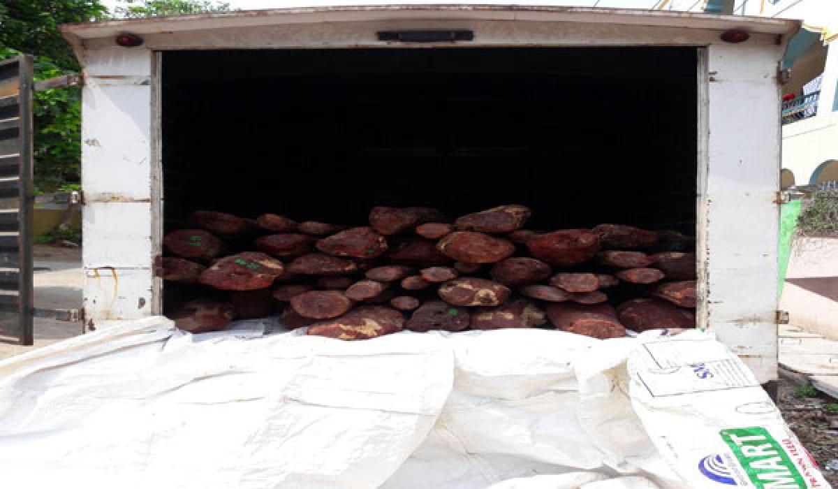 Smugglers abandon goods van with 51 red sanders logs, flee