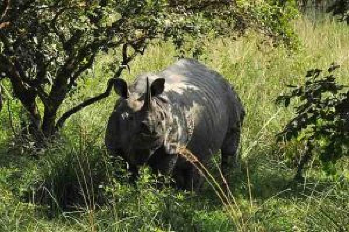 One horned rhino killing: Forest dept suspends Kaziranga director, asks NIA probe