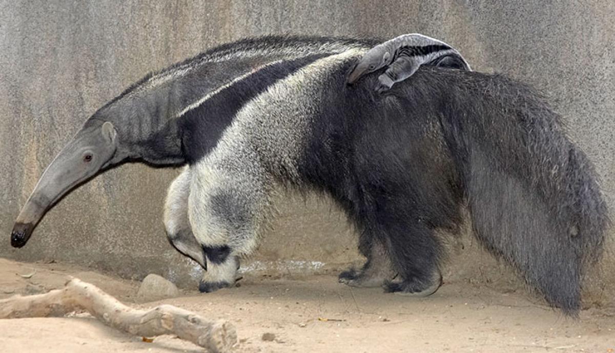 Beware, you will become an Anteater – A HR message