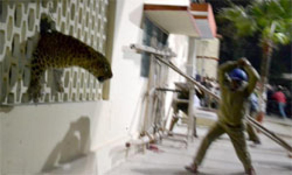 Leopard locked in room after attacking three in UP