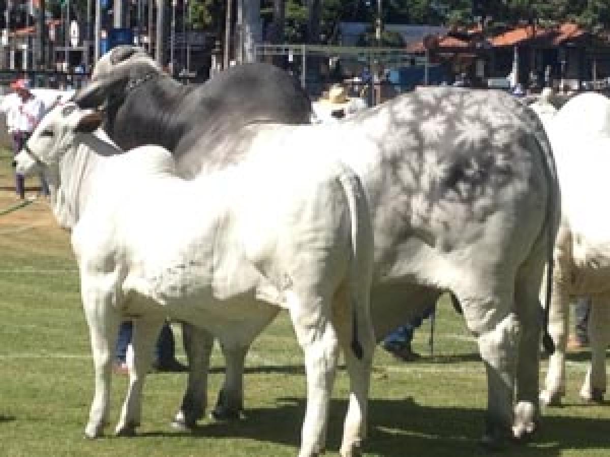 Born-in-India Ongole bull Zebu rules the world
