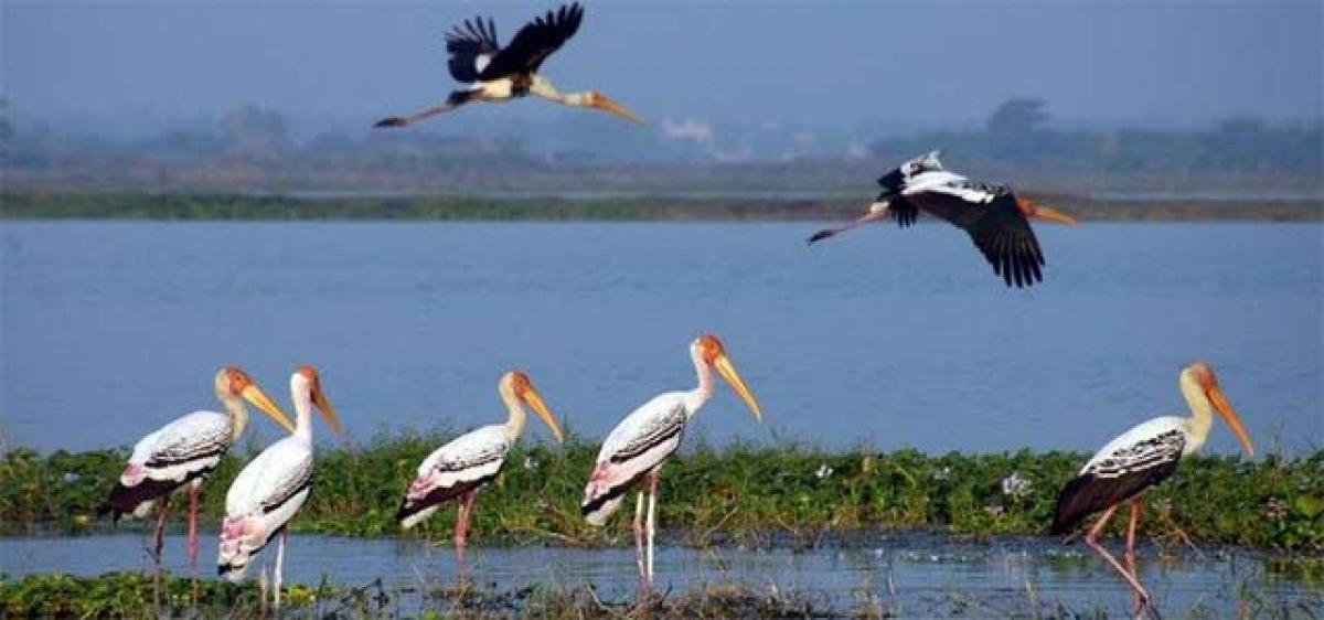 Kolleru Lake to be developed as tourist attraction