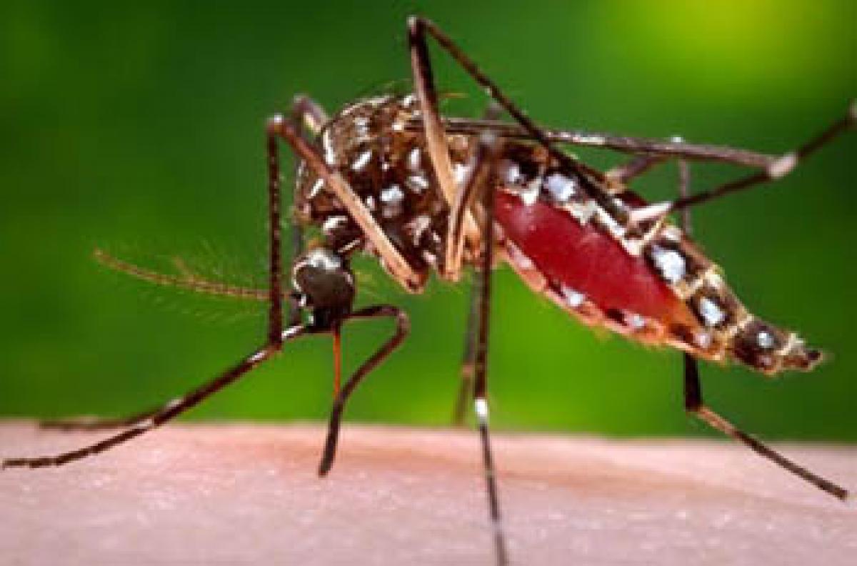 Pregnant women asked to avoid travel to Zika affected areas