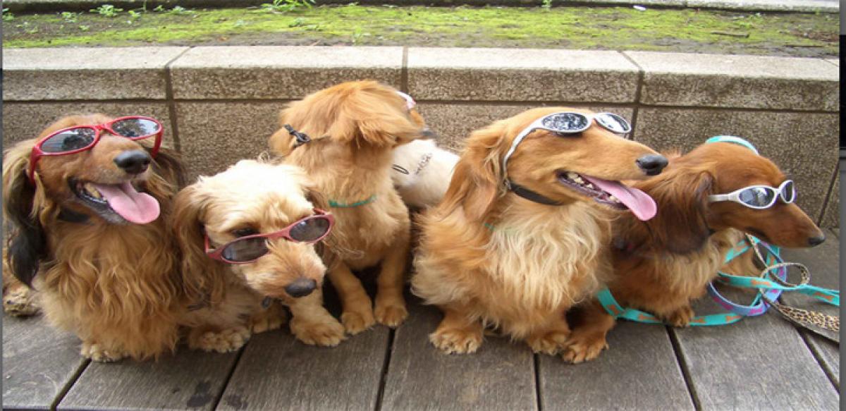 Groom pets for summer