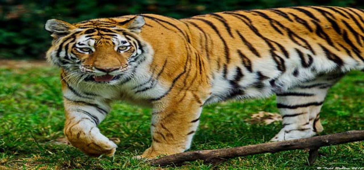 Tiger on prowl in Pangidisomaram