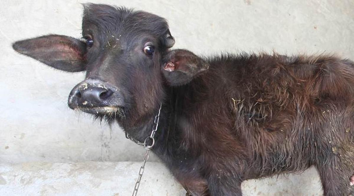 Father Asked To Marry Off 5-Year-Old Daughter To Atone Sin Of Killing Calf